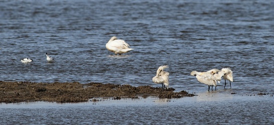 Skestorke, Klyder, Knopsvane