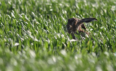 Hare