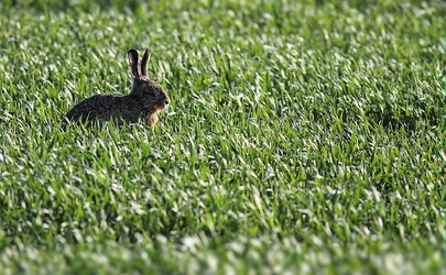 Hare