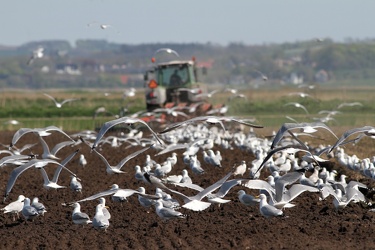 Sølvmåger og Sildemåge