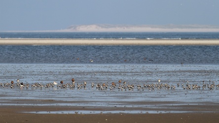 Strandskade, Små Kobbersnepper og Almindelige Ryler