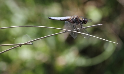 Blå Libel (Libellula depressa)