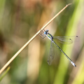 Sortmærket Kobbervandnymfe (Lestes dryas)