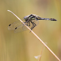 Sort Hedelibel (Sympetrum danae)