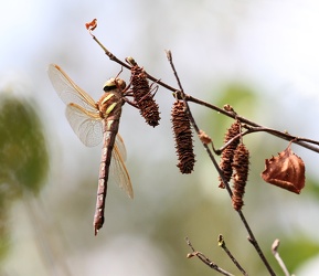 Brun Mosaikguldsmed (Aeshna grandis)