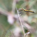 Sort Hedelibel (Sympetrum danae)