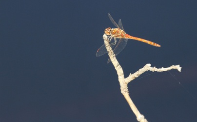 Hedelibel sp. (Sympetrum sp)