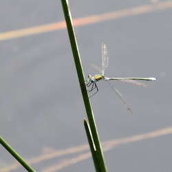 Almindelig Kobbervandnymfe (Lestes sponsa)