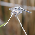 Sort Hedelibel (Sympetrum danae)