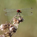 Blodrød Hedelibel (Sympetrum sanguineum)