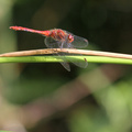 Blodrød Hedelibel (Sympetrum sanguineum)