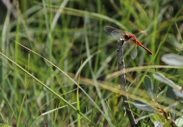 Gulvinget Hedelibel (Sympetrum flaveolum)