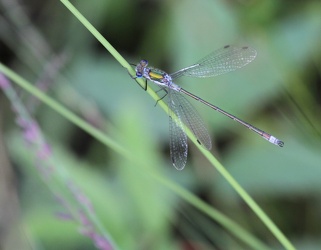 Almindelig Kobbervandnymfe (Lestes sponsa)