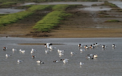 Gravænder, Hættemåger og Sølvmåge