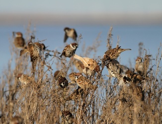 Skovspurve