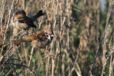 Skovspurve