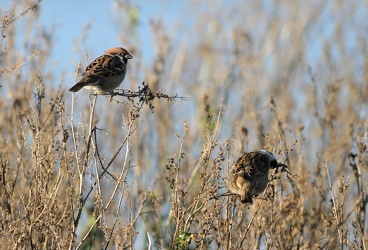 Skovspurve