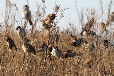 Skovspurve