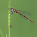 Rød Vandnymfe (Pyrrhosoma nymphula)