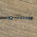 Flagermus-vandnymfe (Coenagrion pulchellum)