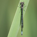 Flagermus-vandnymfe (Coenagrion pulchellum)