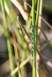 Spyd-vandnymfe (Coenagrion hastulatum)