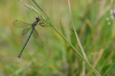 Almindelig Kobbervandnymfe (Lestes sponsa)