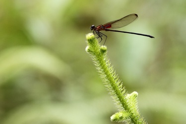 Damselfly - Hetaerina sp?