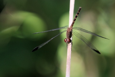 Dragonfly - Uracis imbuta