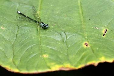 Damselfly - Argia sp?
