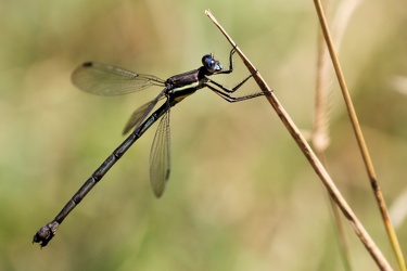 Damselfly - Archilestes grandis