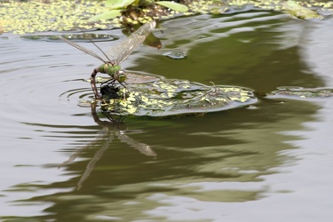 Dragonfly - Anax amazili