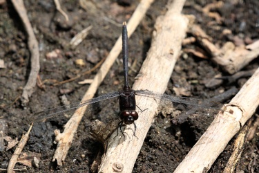 Dragonfly - Erythemis plebeja