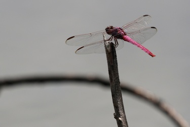 Dragonfly - Orthemis ferruginea