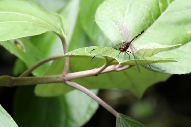Dragonfly - Dythemis sterilis