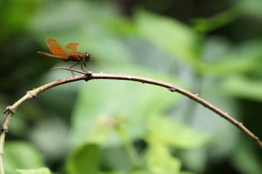 Dragonfly - Perithemis tenera