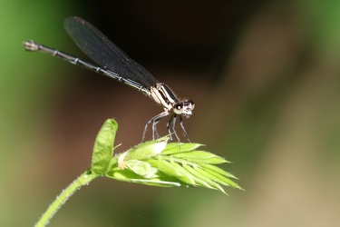 Damselfly - Argia translata