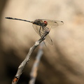 Dragonfly - Dythemis sterilis