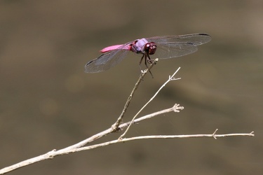 Dragonfly - Orthemis ferruginea