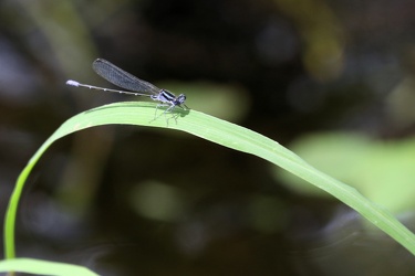 Damselfly - Argia pulla