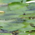 Dragonfly - Rhionaeshna jalapensis