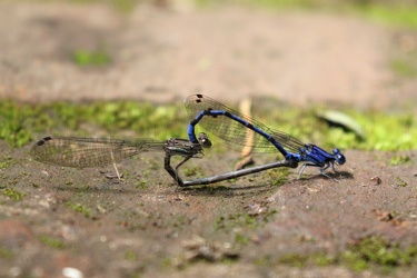 Damselfly - Argia sp?