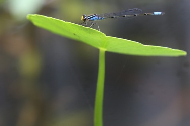 Damselfly - Neoerythromma cultellatum