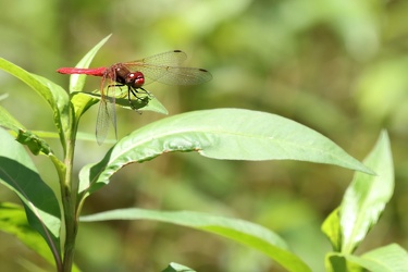 Dragonfly - Sympetrum illotum