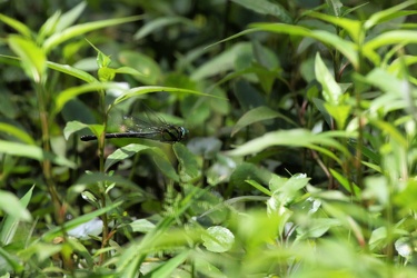 Dragonfly - Remartinia luteipennis
