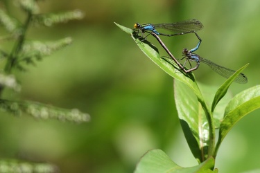 Damselfly - Neoerythromma cultellatum