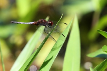 Dragonfly - Erythrodiplax fusca