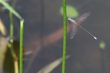 Damselfly - Lestes ticalus