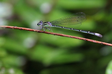 Damselfly - Anisagrion allopterum