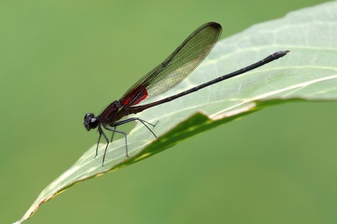 Damselfly - Hetaerina cruentata